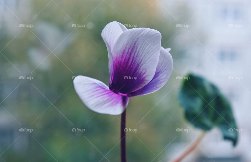 Flower in window 