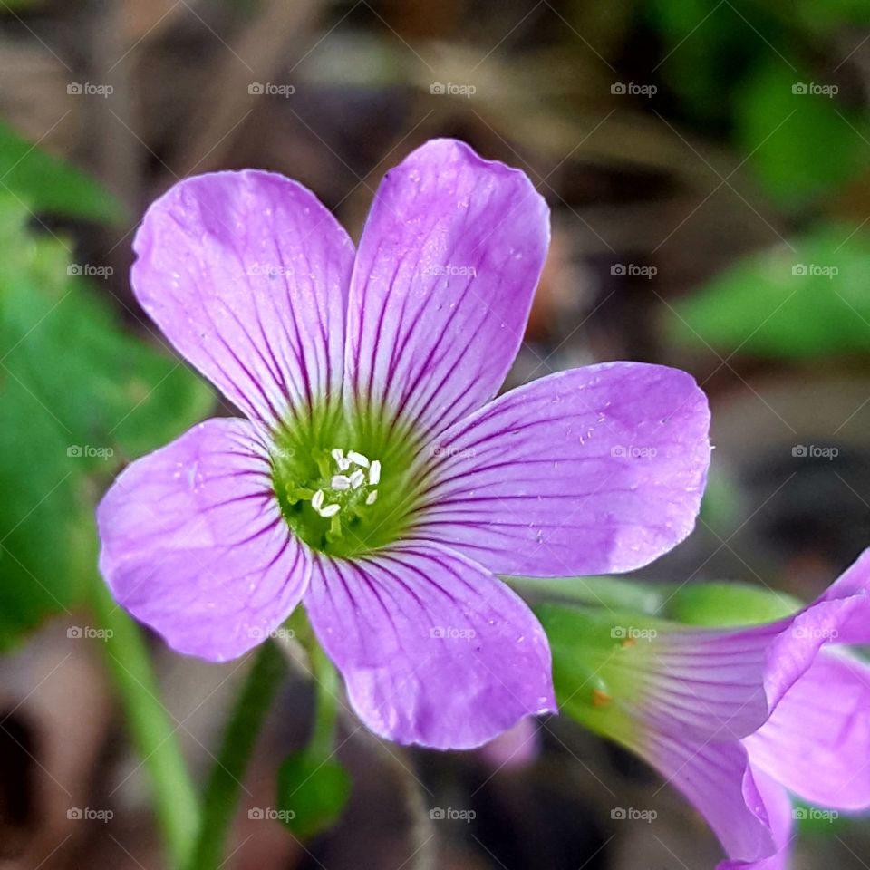 No Person, Flower, Nature, Garden, Leaf