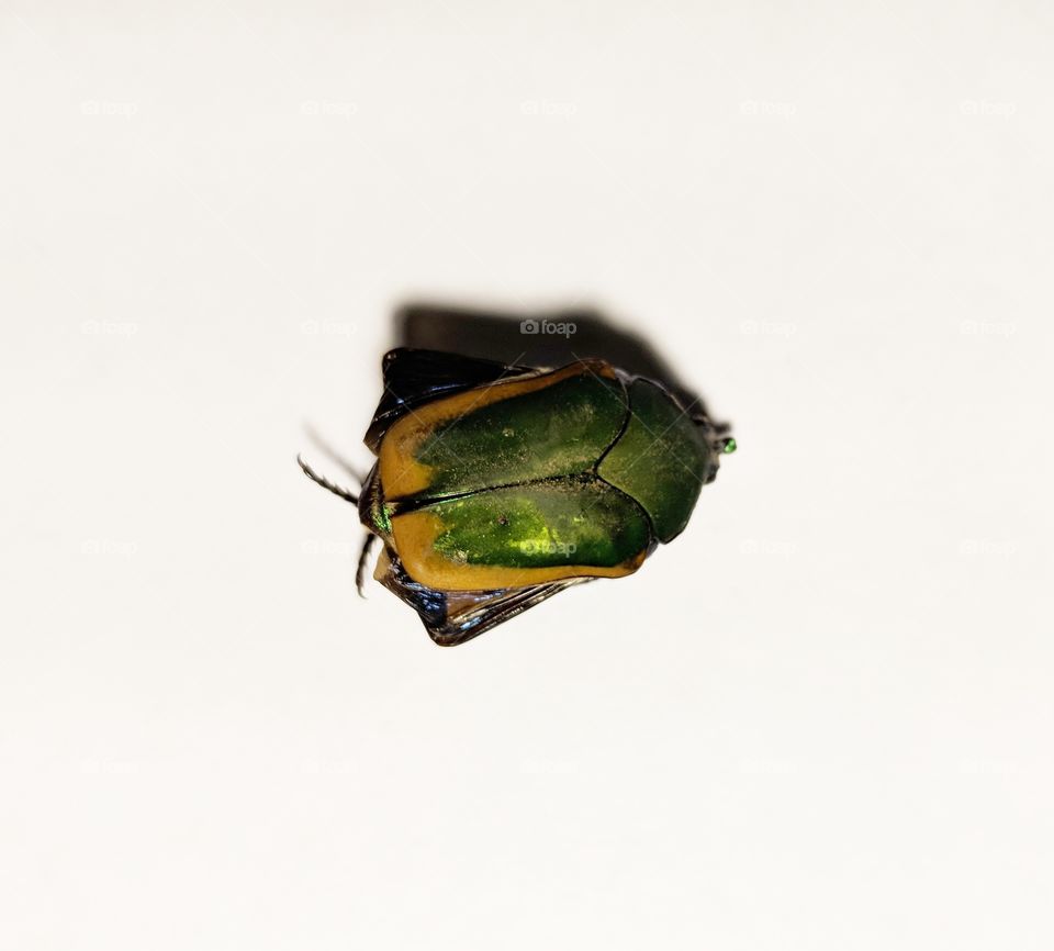 Green Beetle