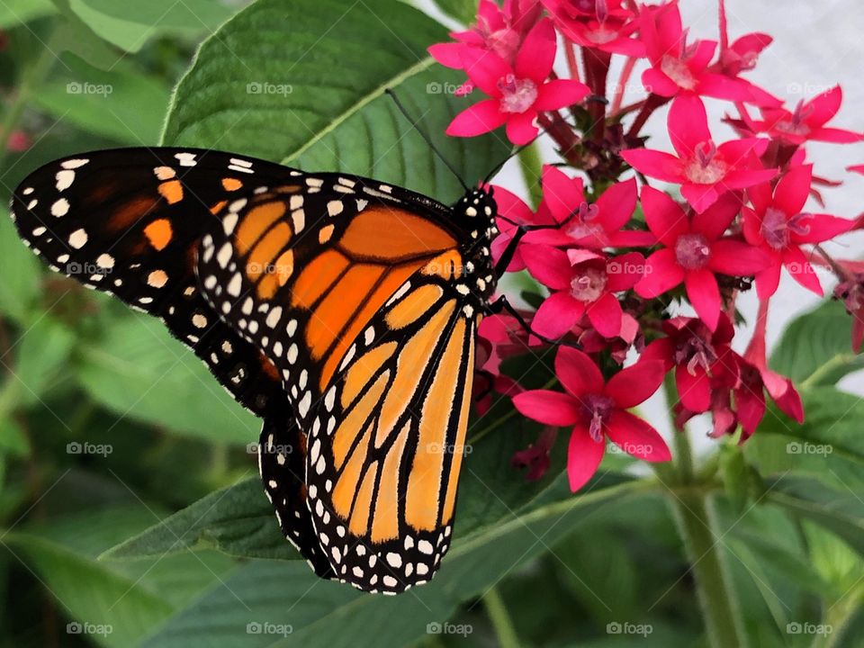 Vibrant Monarch Butterfly enjoying the nectar of a red Penta.