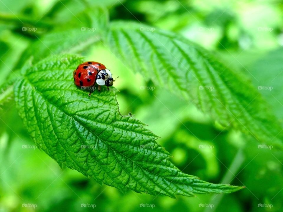 Ladybug on the edge of a curved leaf.