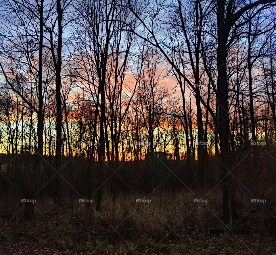 sun setting through the trees in the woods