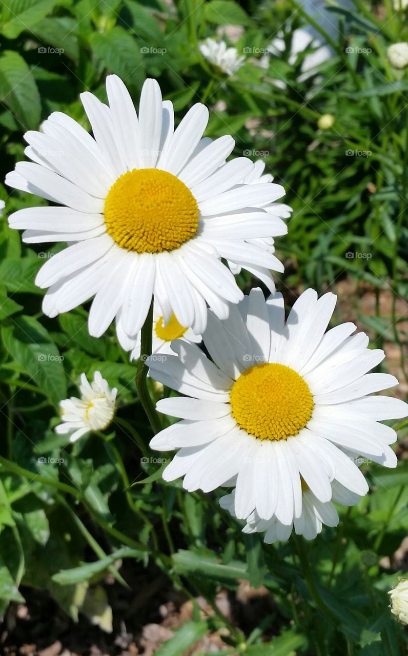 Summer Daisy