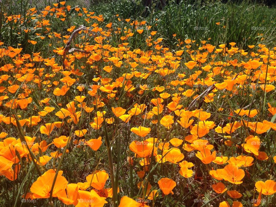 Fields of orange