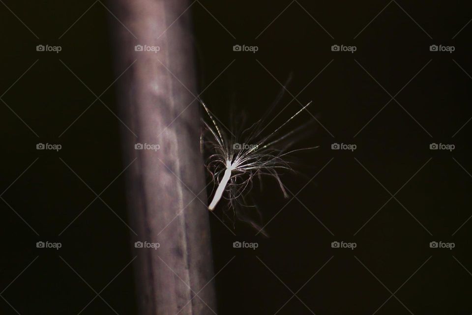 A beautiful plant seed up close on a metal bar.