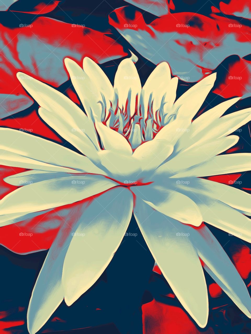 lotus beautiful flower Lotus flower cartoon image