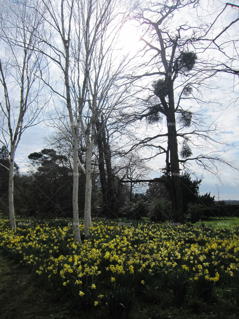 Landscape, Tree, No Person, Nature, Season