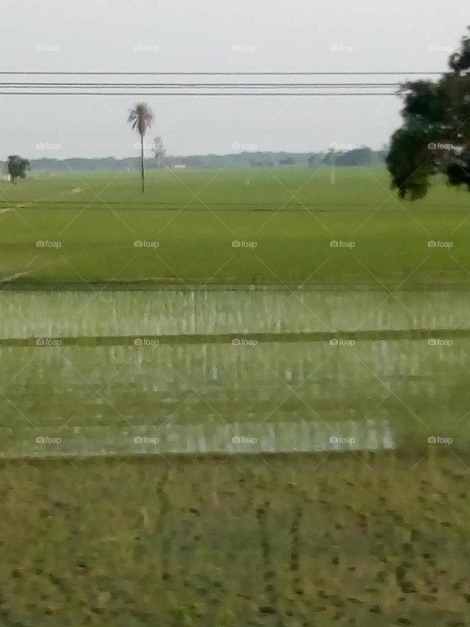 beautiful fields with growing crops