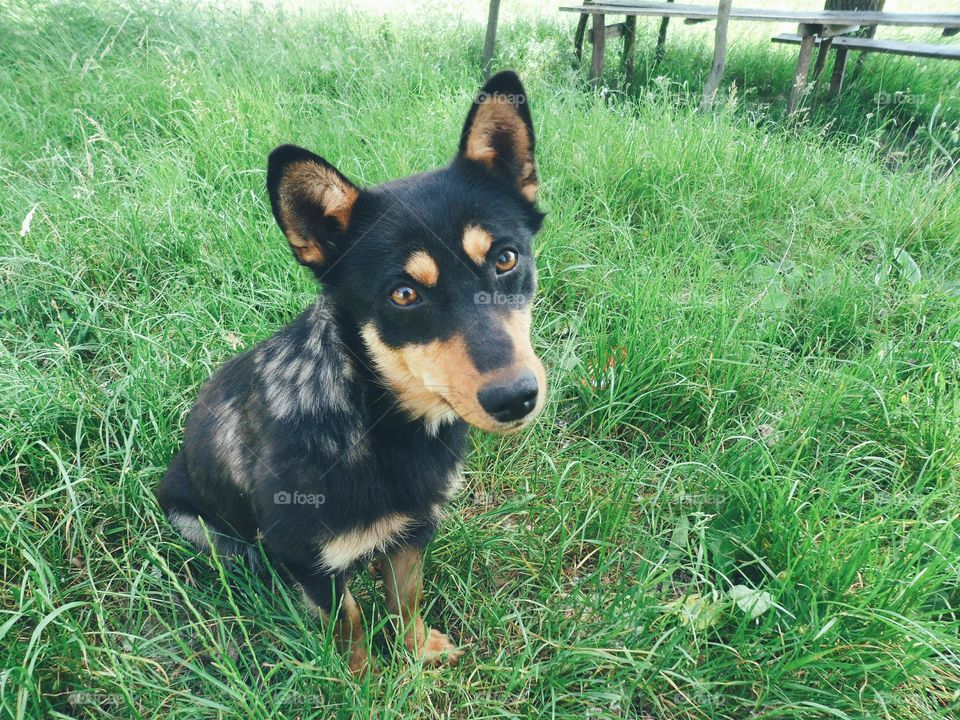 Dog on the green grass