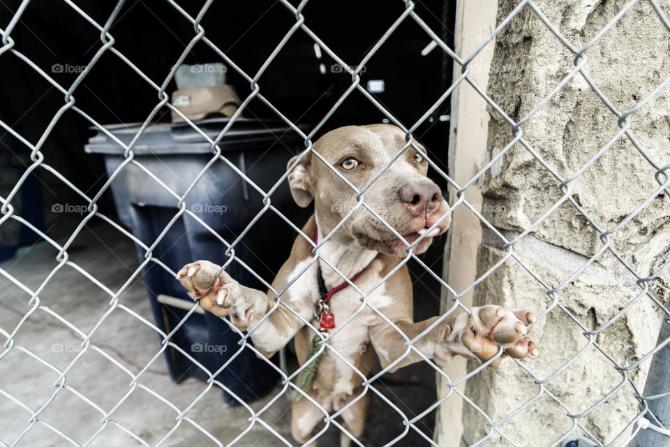 Pitbull Standing On Gate