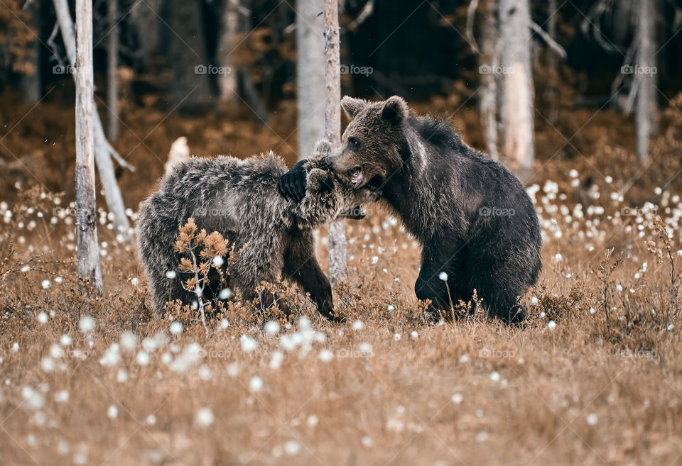 Young brown bear out of steam and resting against another bear at edge of forest in Eastern Finland on summer evening.