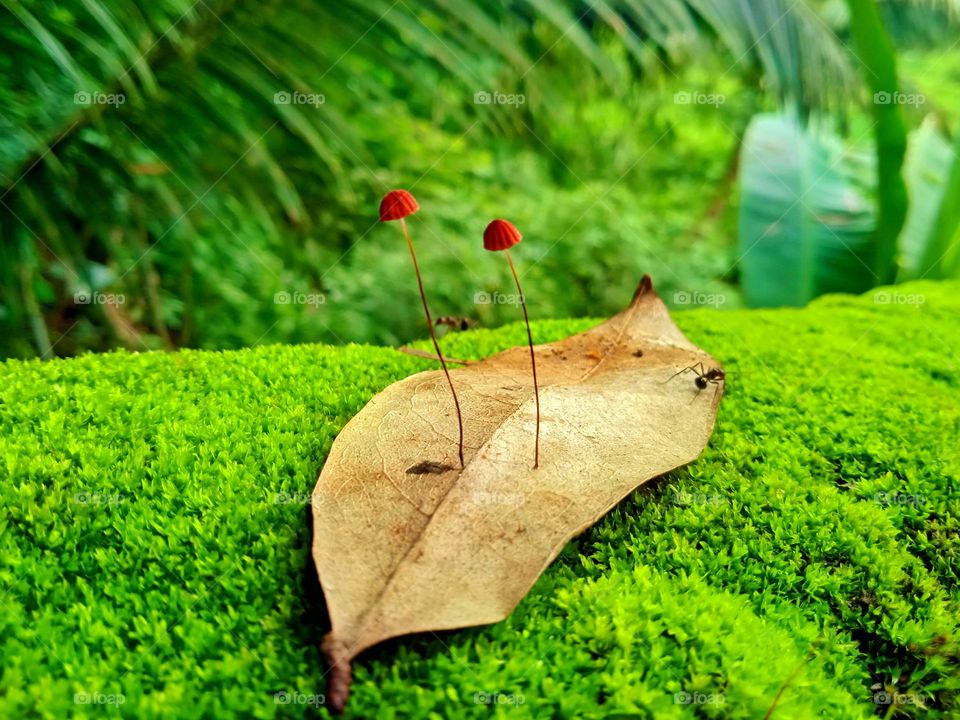 Planted on a dead leaf