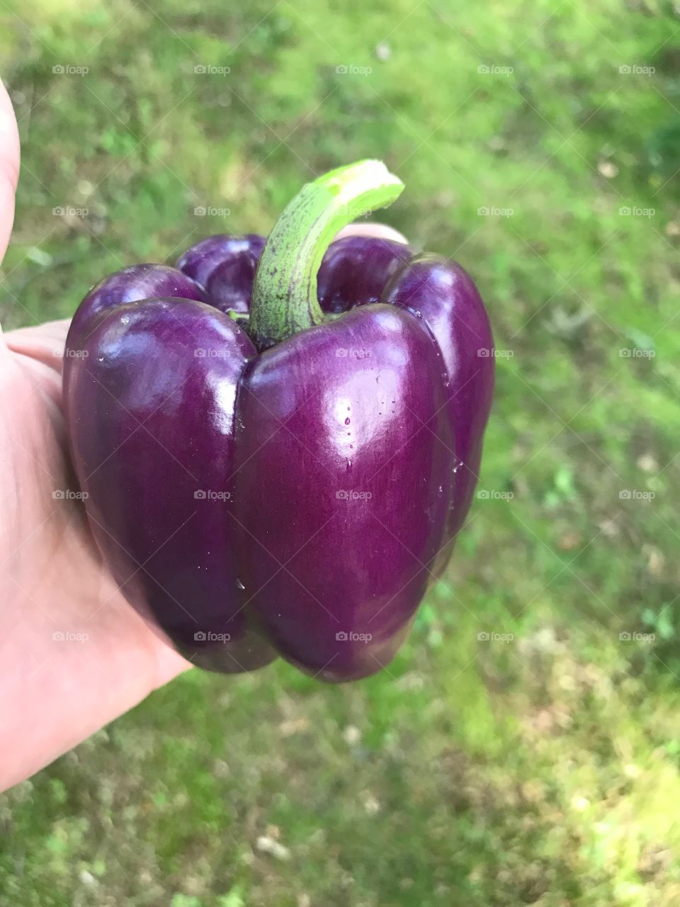 Purple beauty 