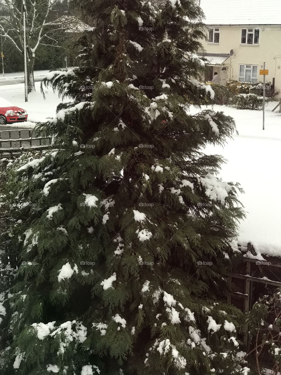 Christmas tree, covered by Snow 