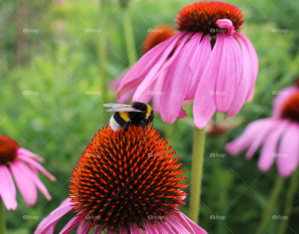 Pollination in the garden