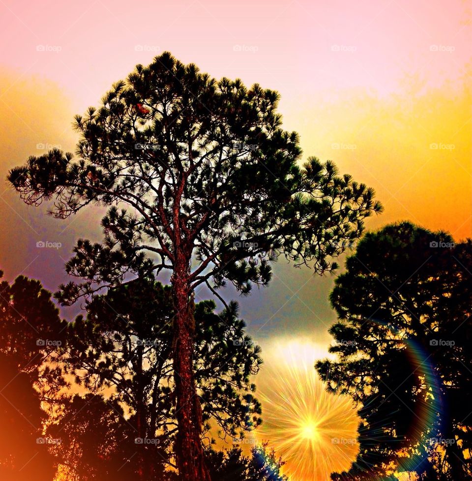 Pine stand in sunshine