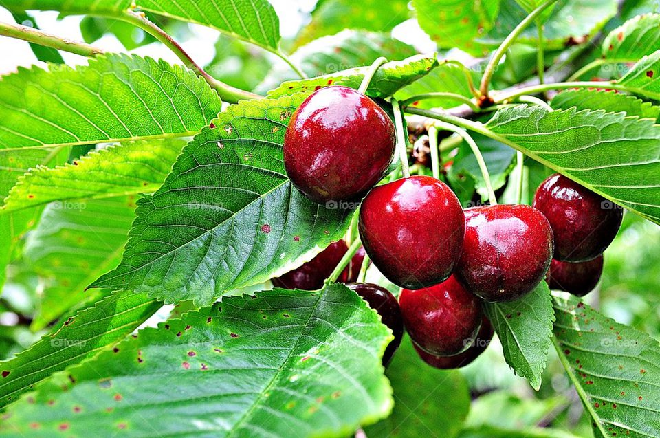 fruit garden