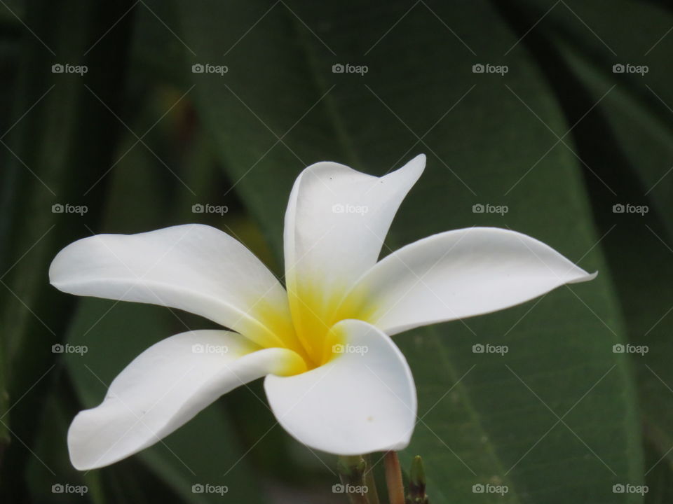 Plumeria