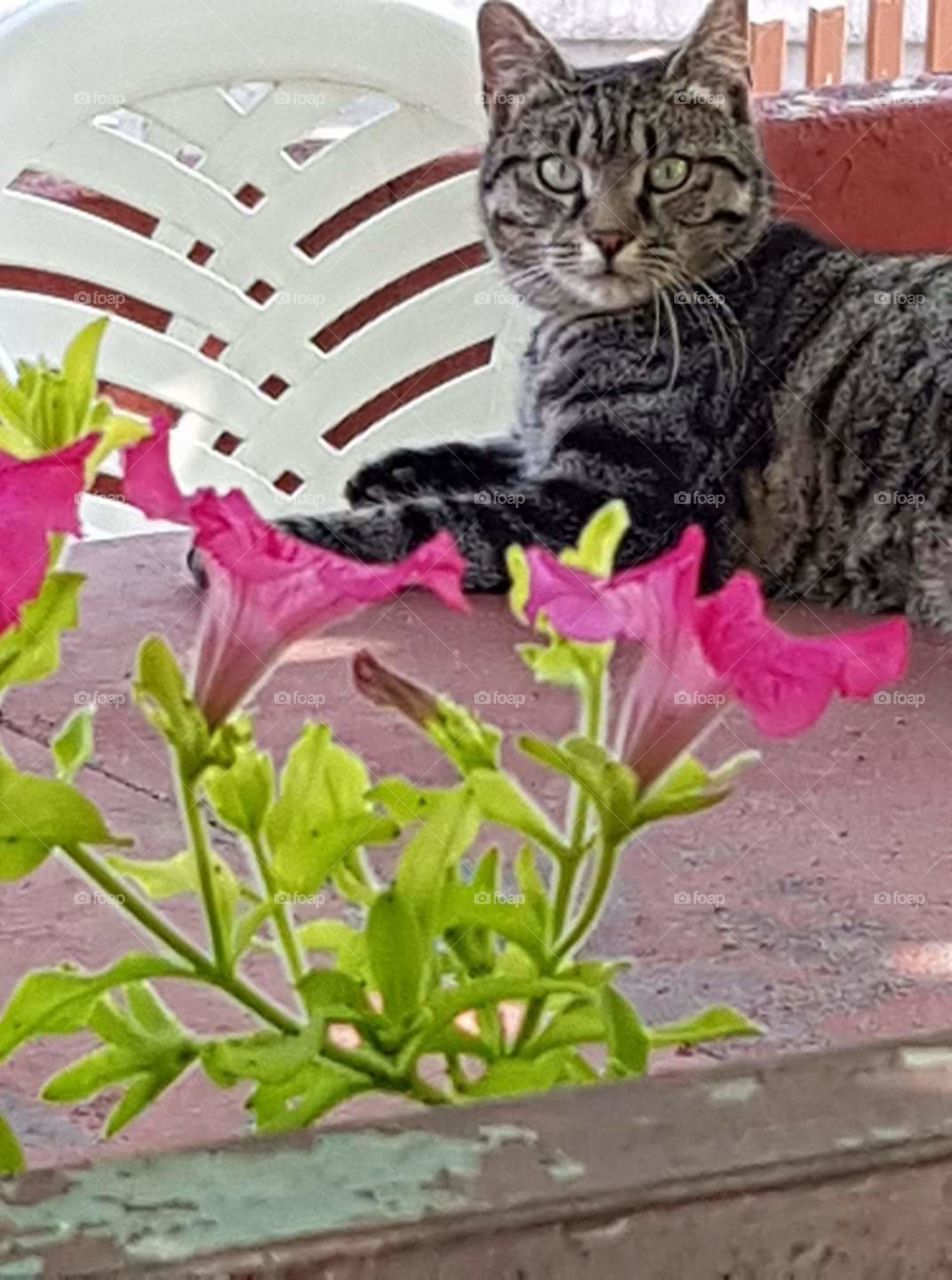 a cat in a flowers