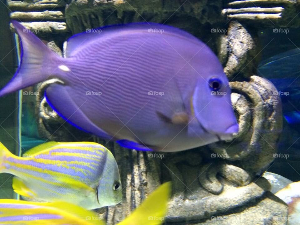 Purple Parrot fish 