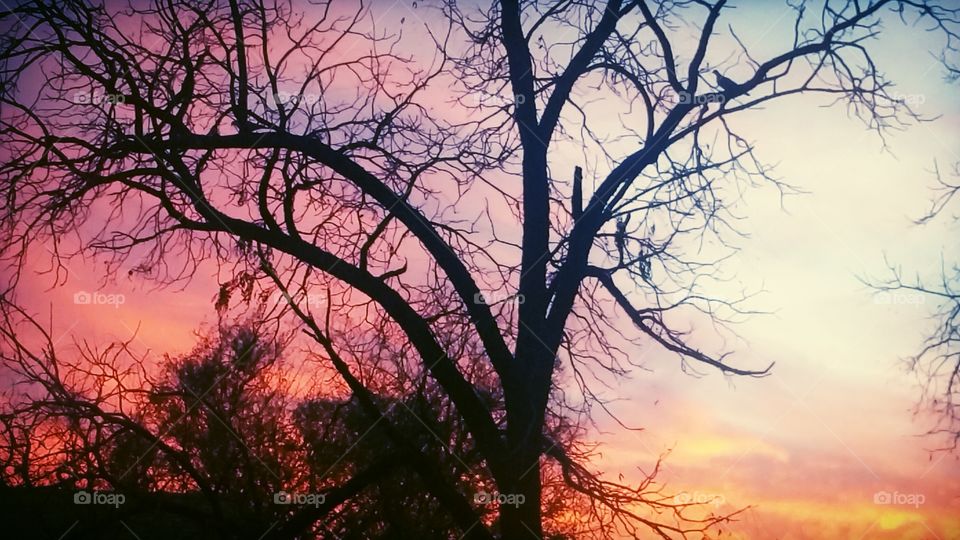 Silhouette of bare tree against dramatic sky