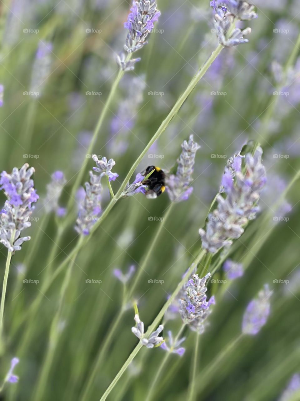 Lavanda 