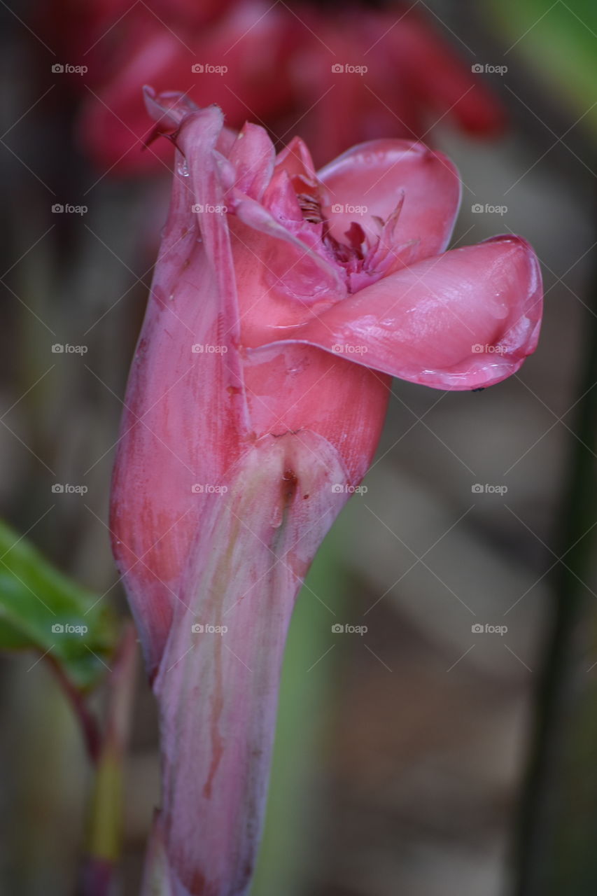 pink succulent