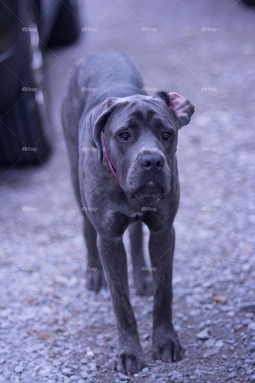 Italian Mastiff