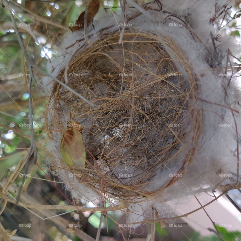 nest