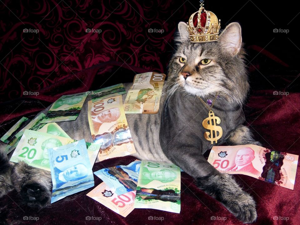 money is better than cat