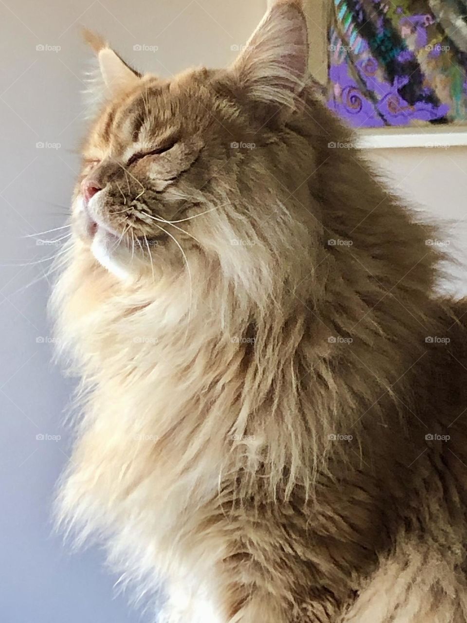 Maine coon cat