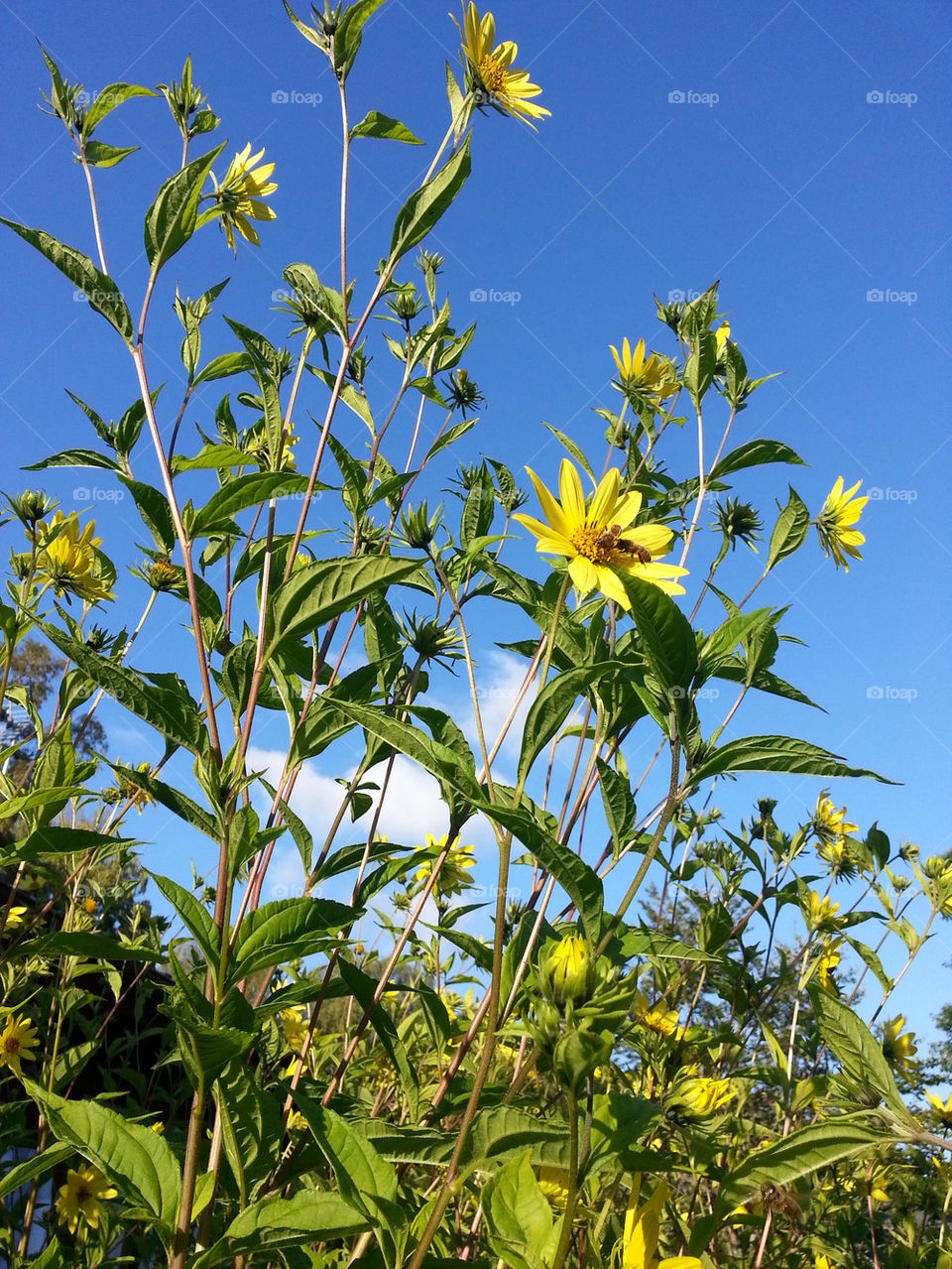 Sunflower