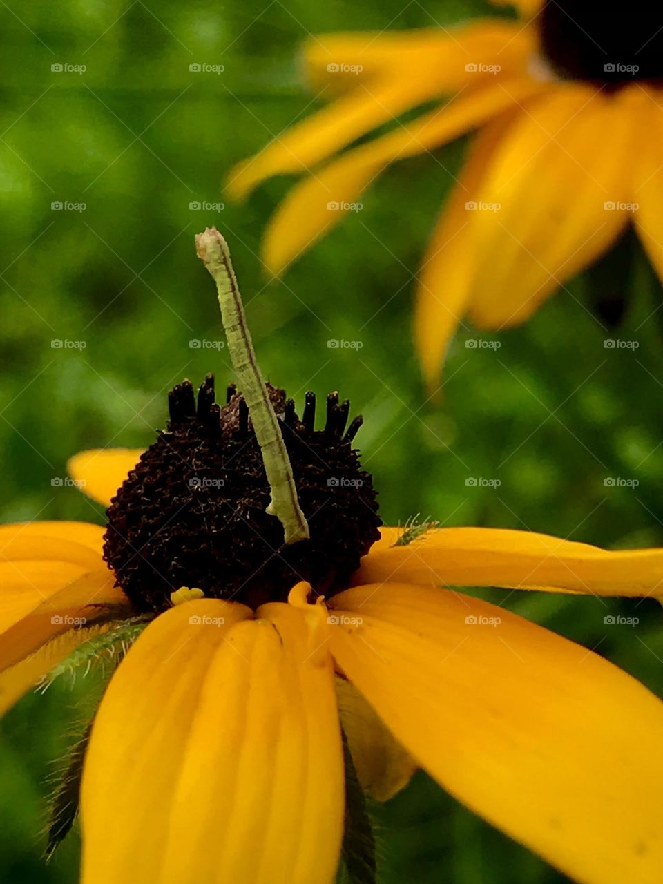 Worm standing tall at guard duty