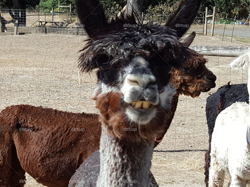 Alpaca starring into the camera