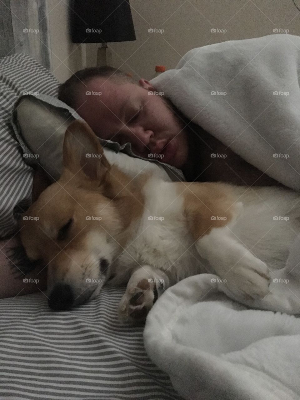 Sleeping sleepy corgi and dog Dad man bed pillow blanket funny cute adorable