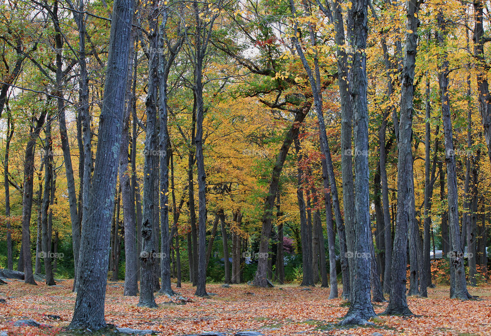 Autumn Colors Forest