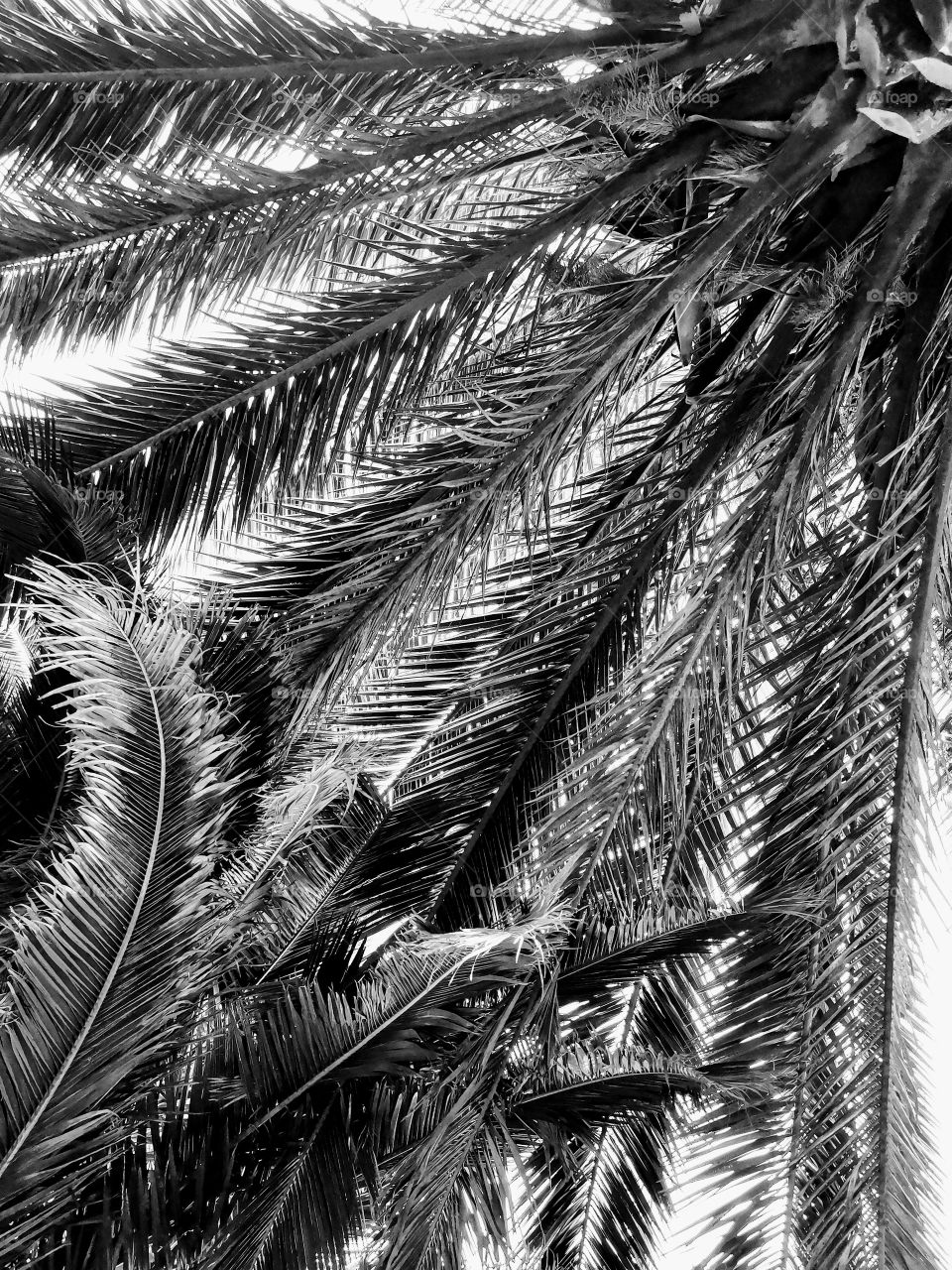 Hojas de palmera en blanco y negro