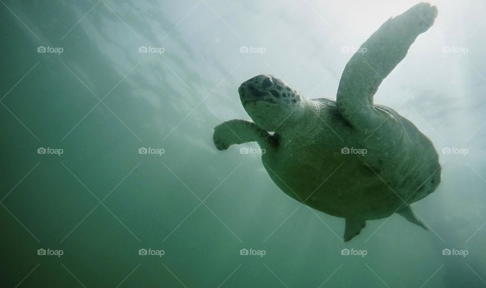 sea ​​turtle captured from below in the sea swimming