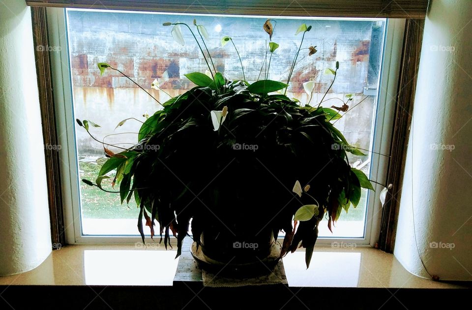 The plant sits admiring the outside as it wishes it were a part of it.