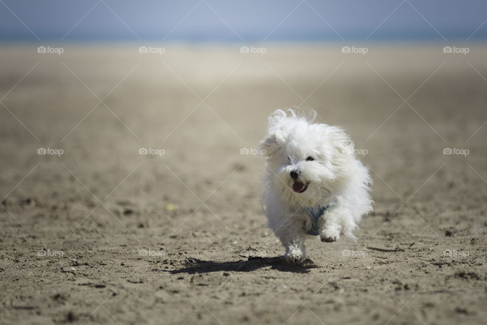 Portrait of a dog running