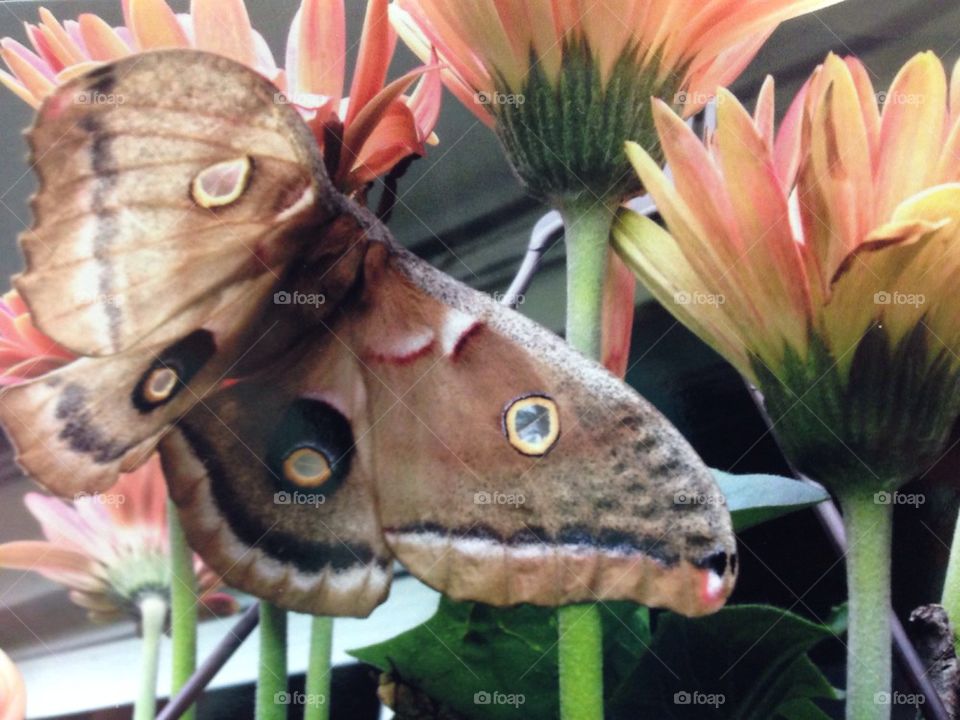 Beautiful moth!