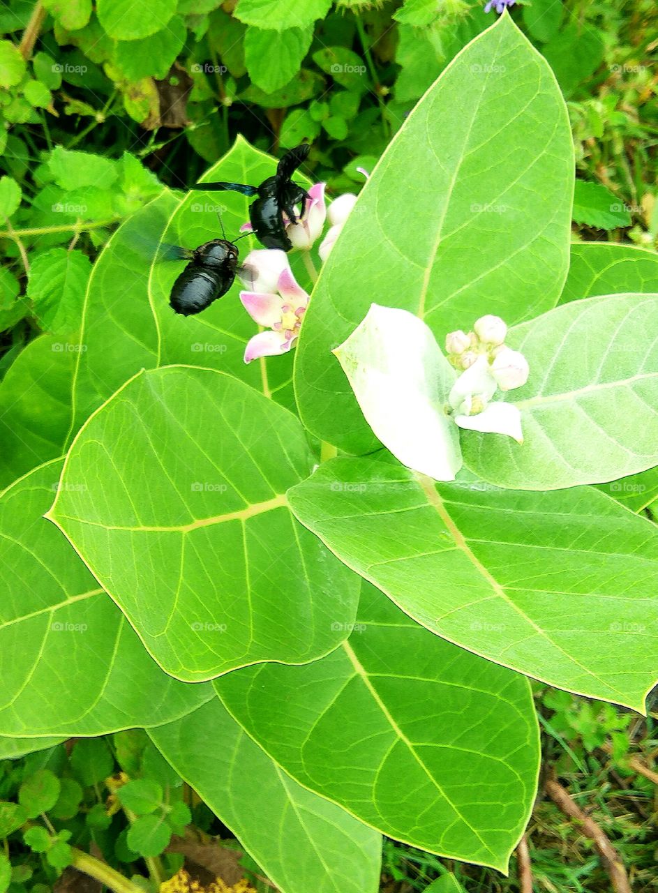 couple of  Black colour Hornet  searching  food