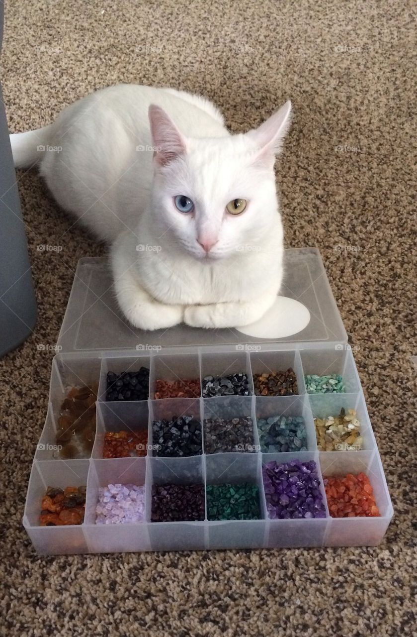 White cat with gems