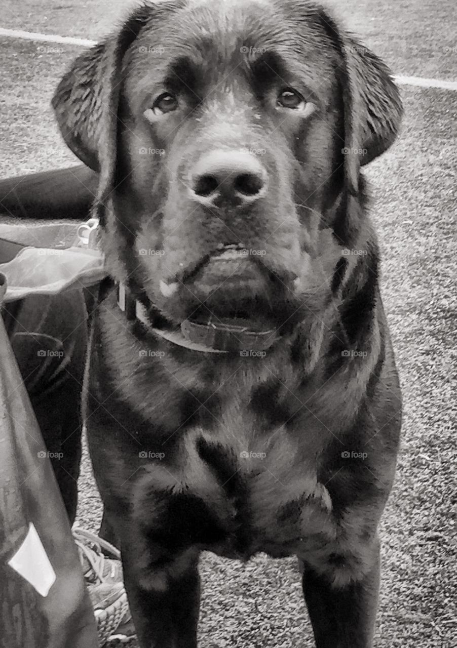 English Labrador 