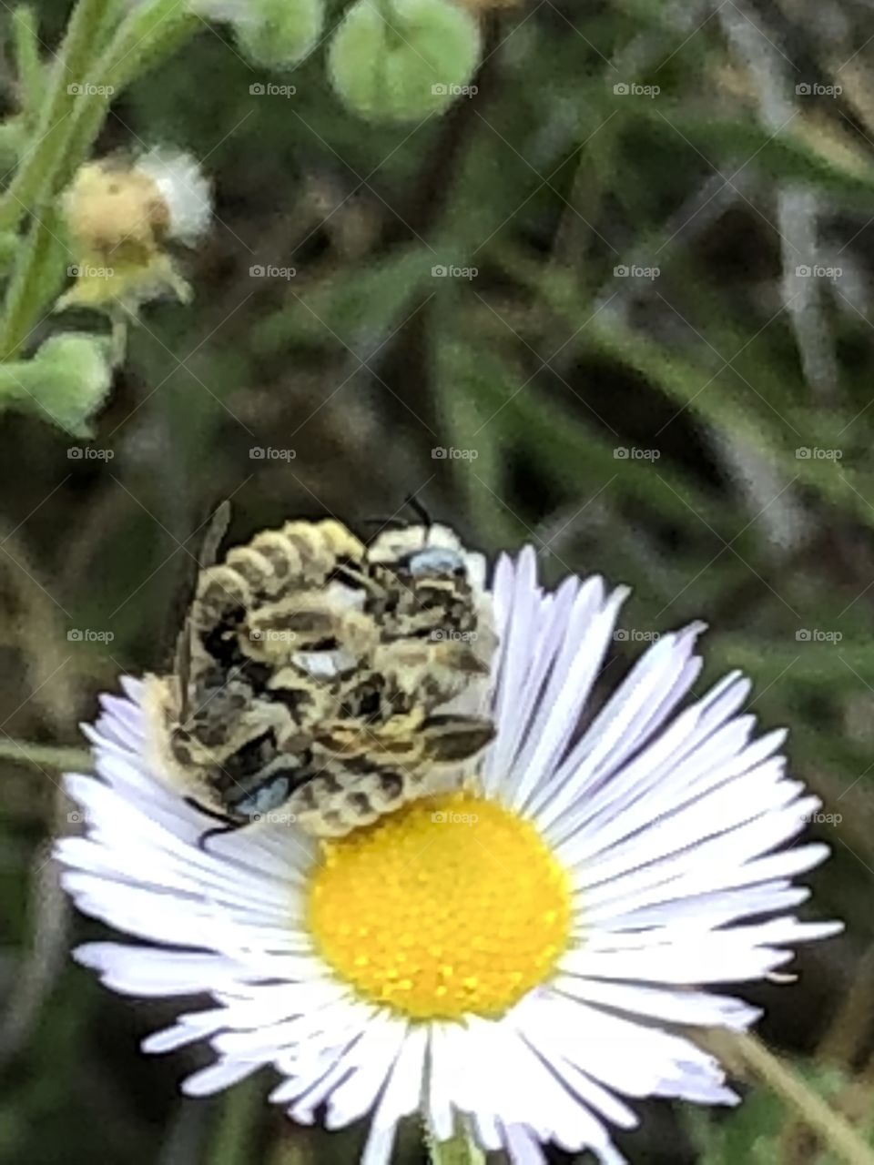 The bees who got in a fight