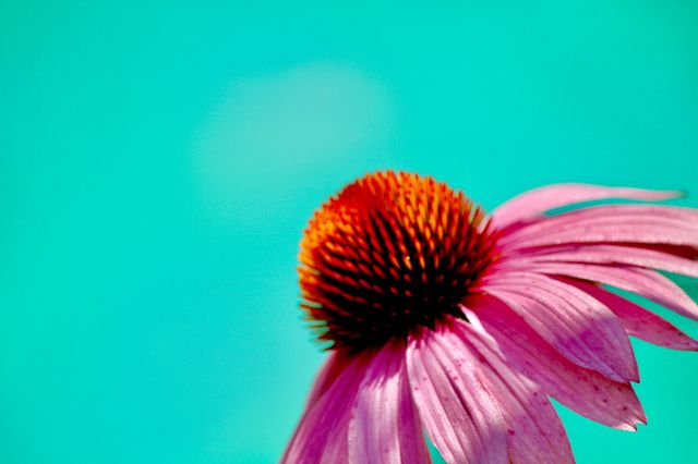 Poolside coneflower soaking up the sun