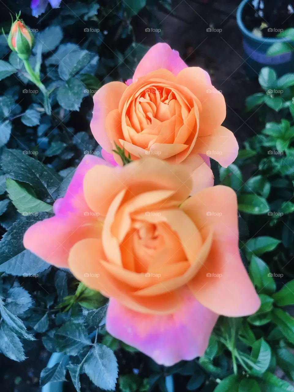 Colour orange 