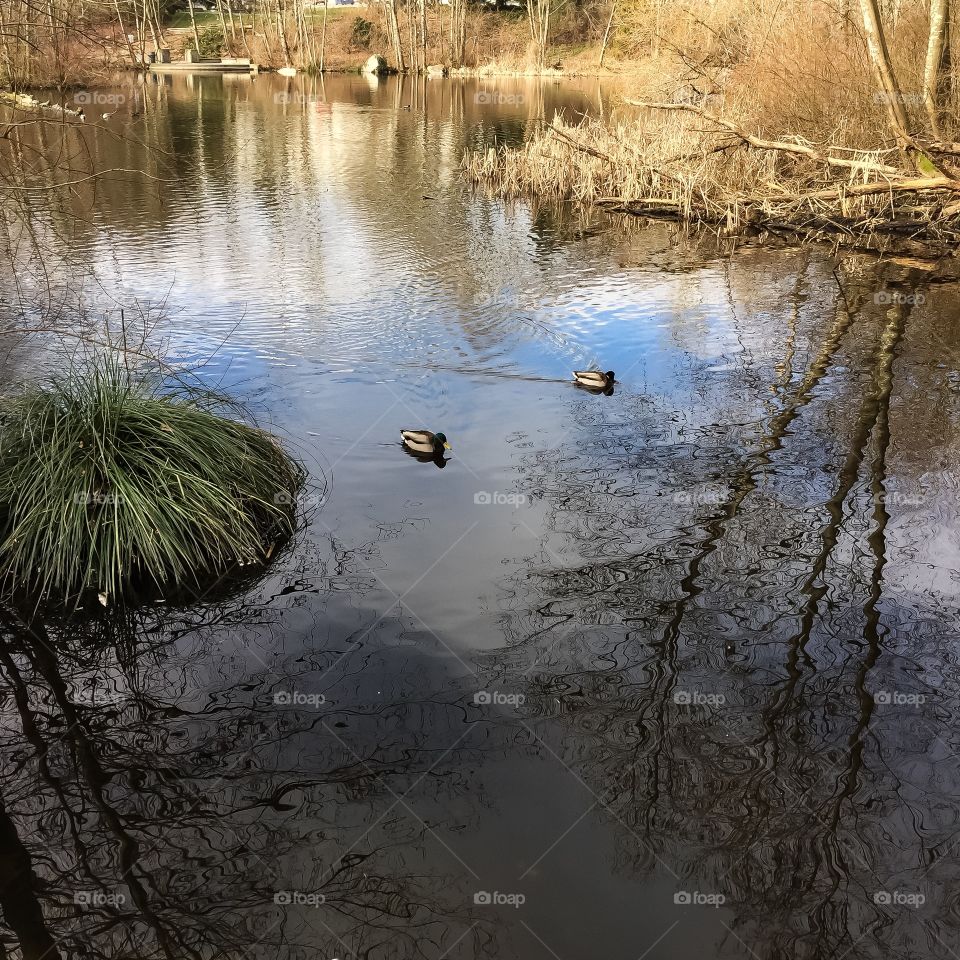 Signs of spring I. Hastings Park Pond in Vancouver, British Columbia 