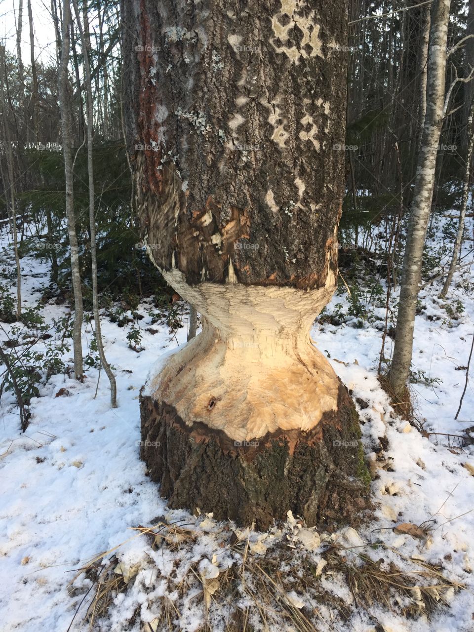 Close-up of damage tree
