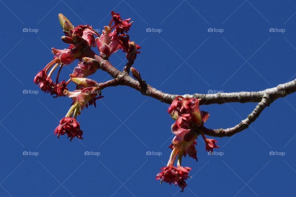 Éclosion des premiers bourgeons